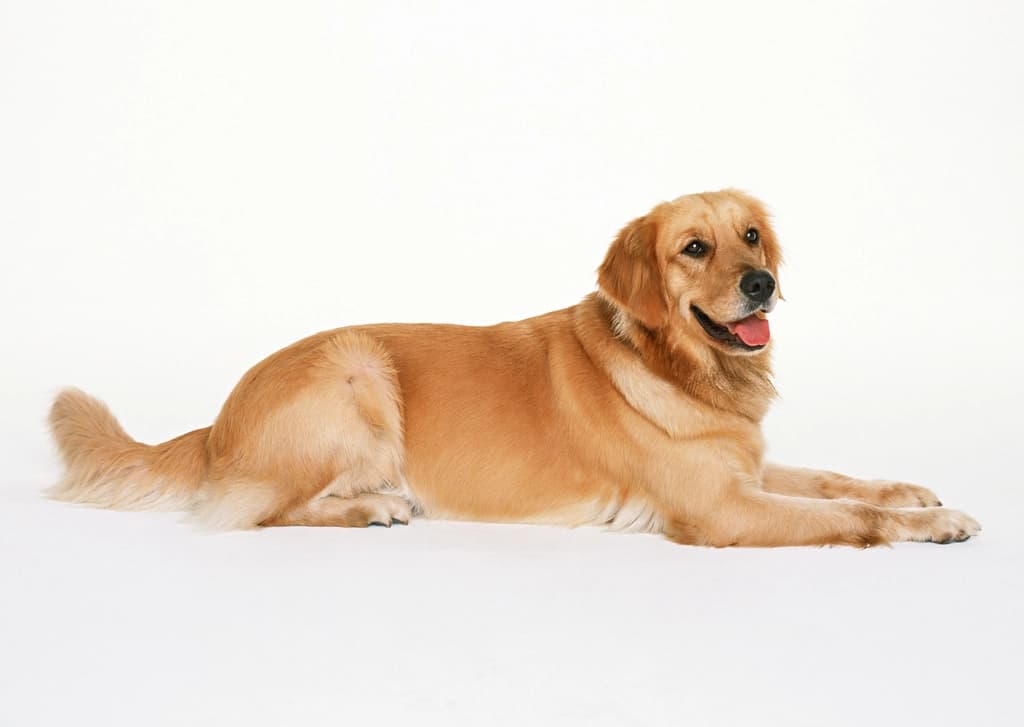 A golden retriever lying down
